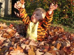 Sylvan in leaf pile