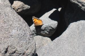 California tortoiseshell on Diamond Peak