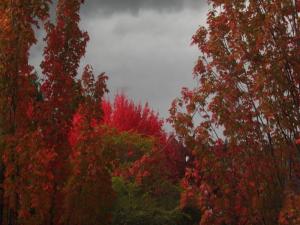 Autumn leaves and gray sky