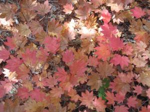 Sigh. Vine maples in October.