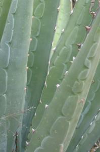 Did you know agave looked this cool close-up?