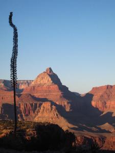 Blooming yucca and Vishnu Point