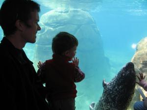 Harbor seal comes to say hi