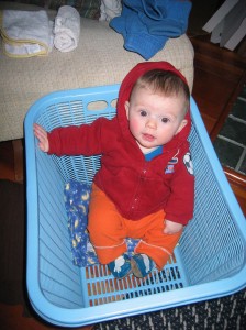 Sylvan in a laundry basket, five months old