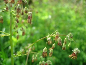 Meadowrue