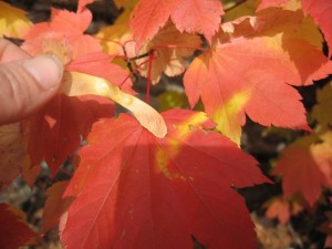 This samara left a yellow "shadow" on the leaf behind.